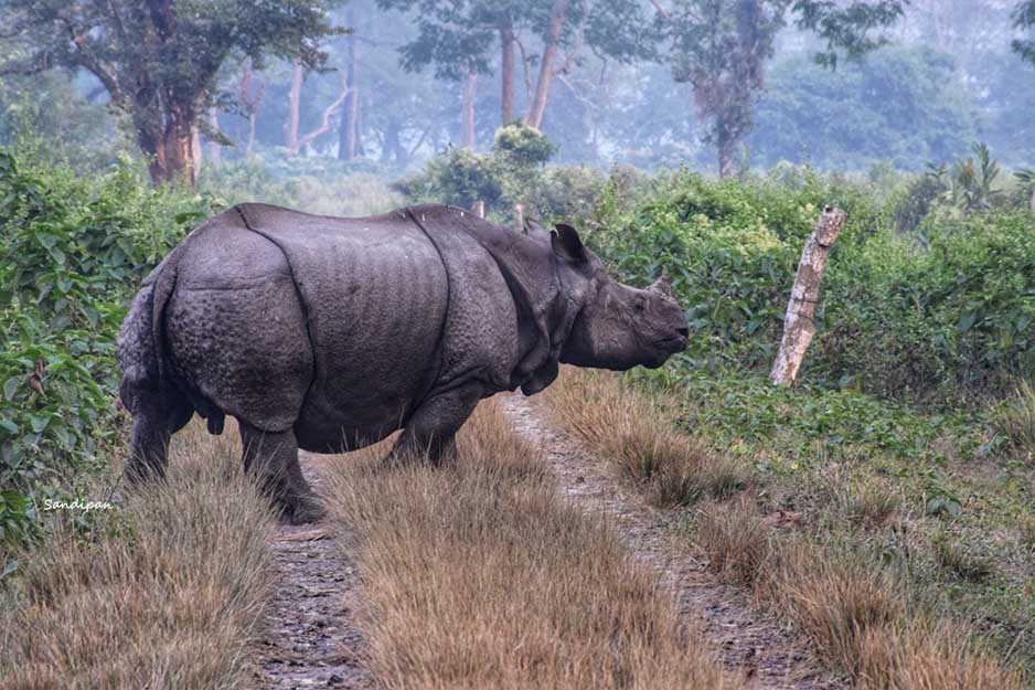 One horned rhinoceros