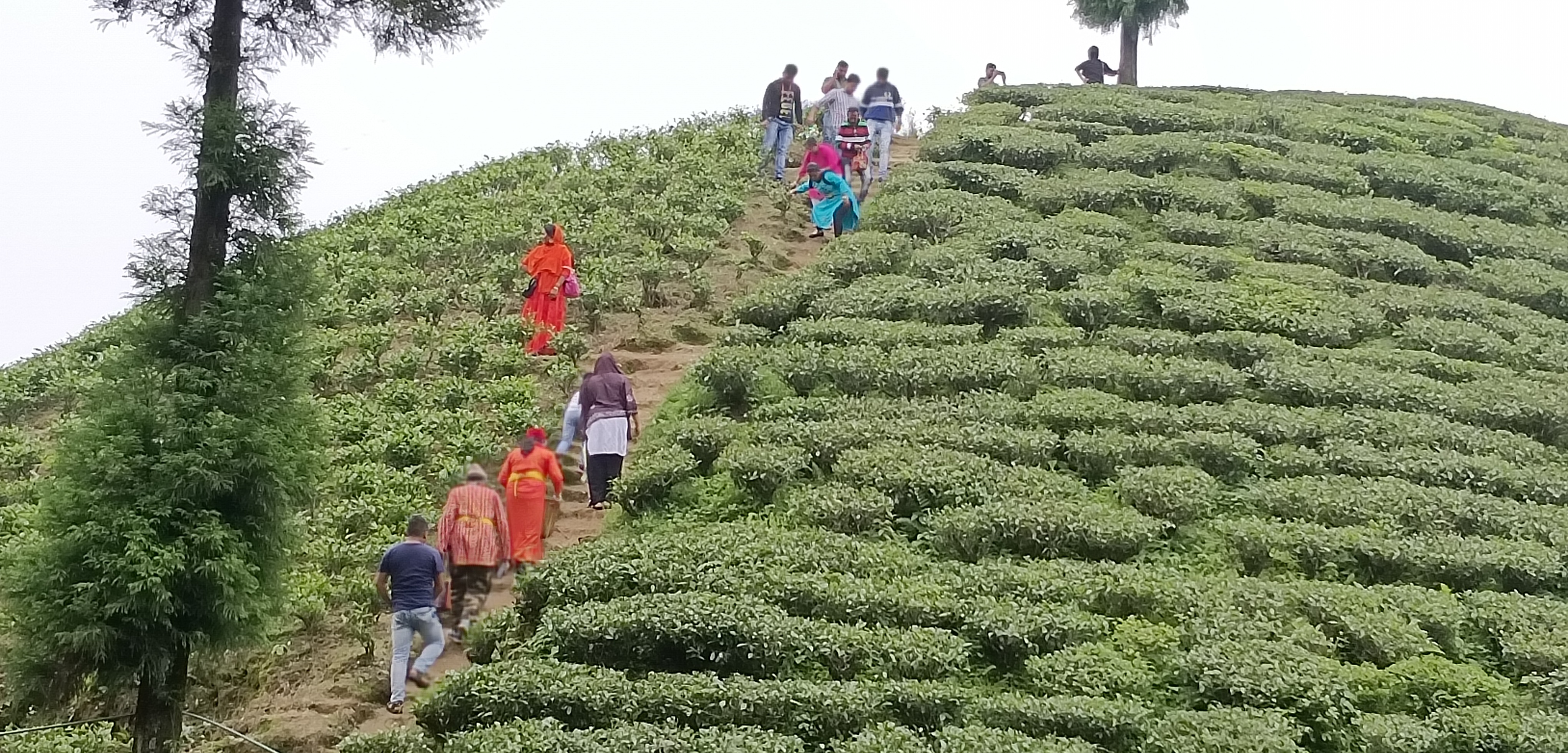 Gopaldhara Tea Estate