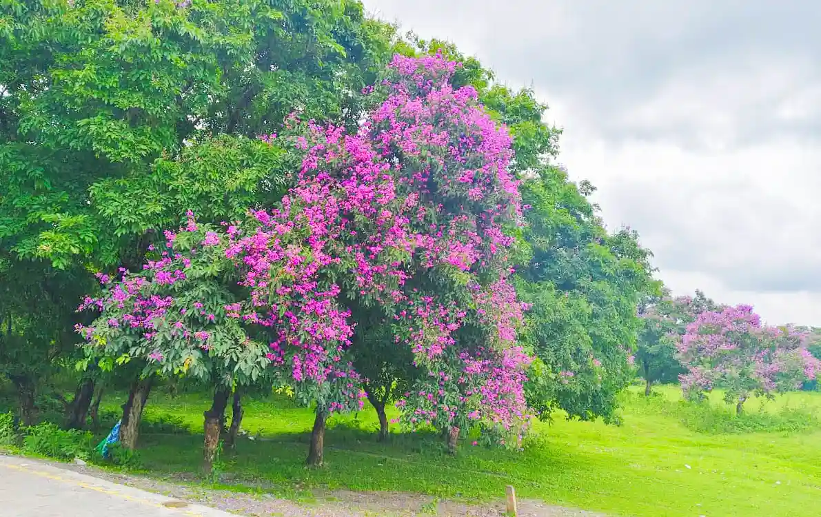 Blooming Jacaranda tree at Murti in Dooars