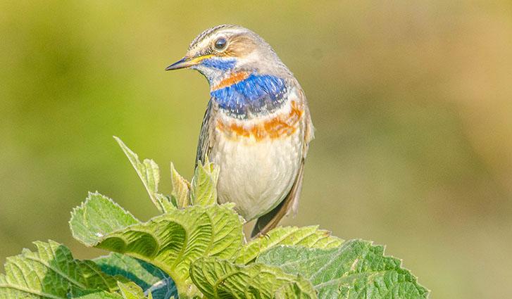 Bluethroat in Bushland
