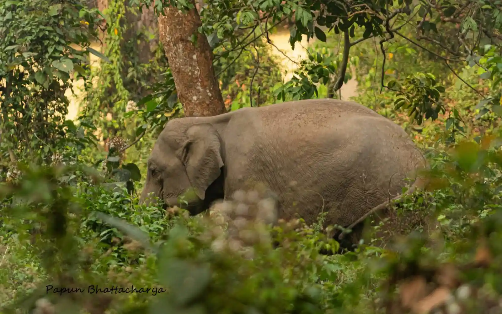 Elephant at Gorumara