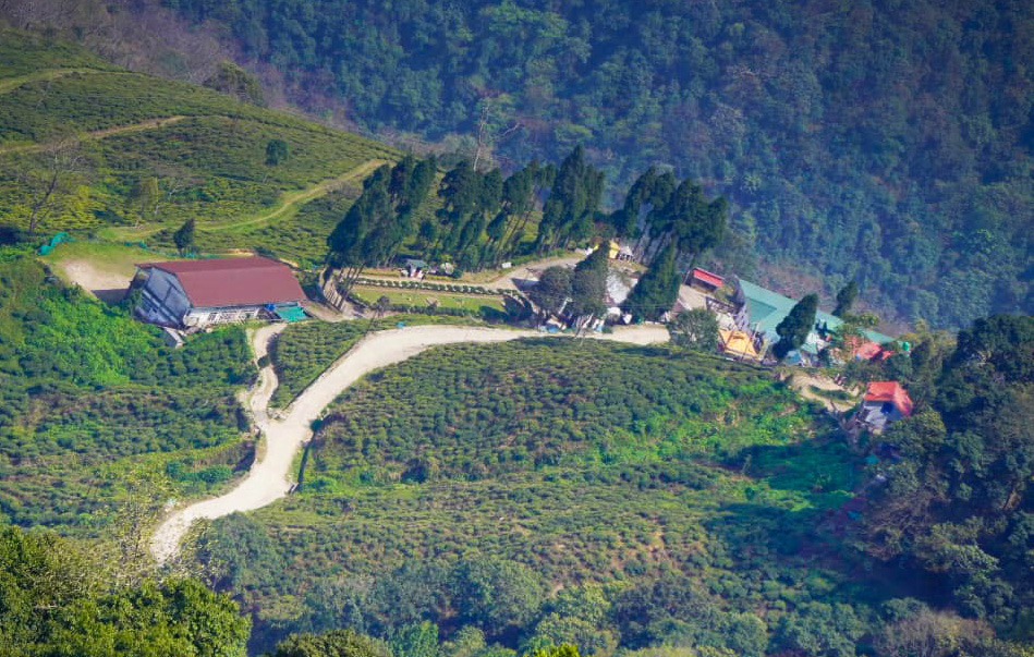Happy Valley Tea Garden Darjeeling