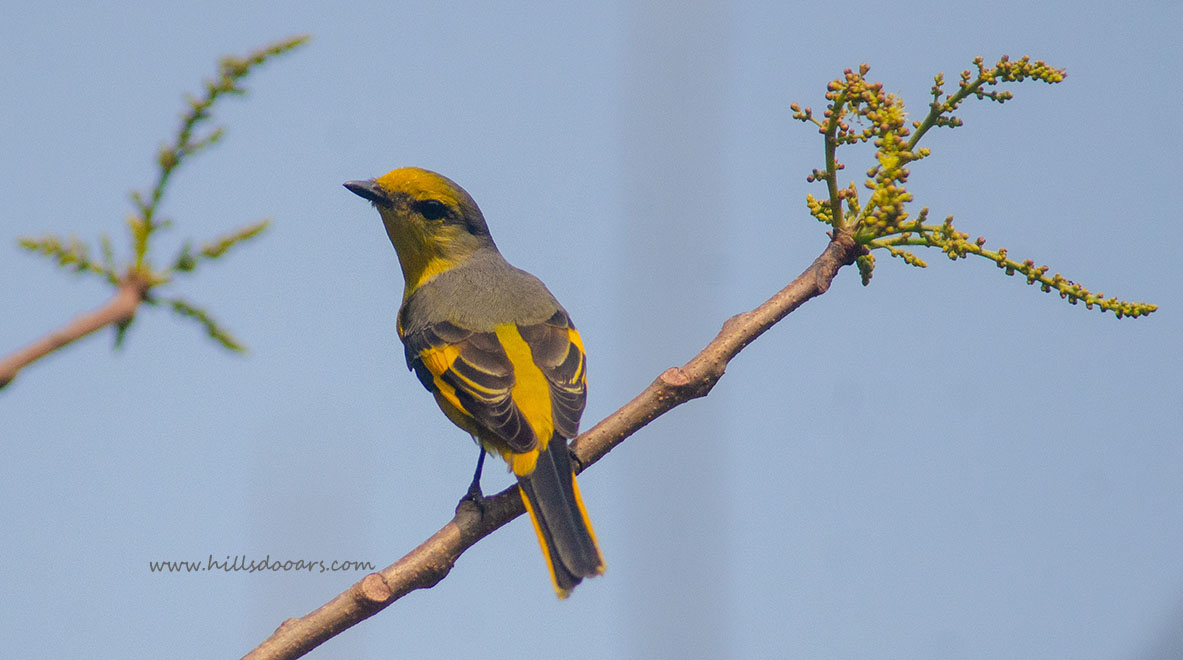 Scarlet Minivet Female