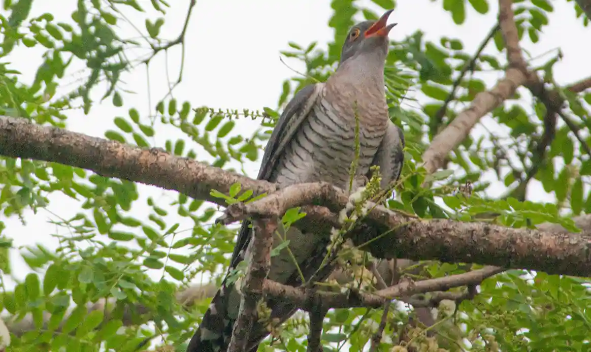 Himalayan Cuckoo bird