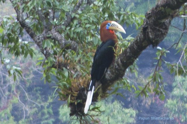 Rufous-necked hornbill