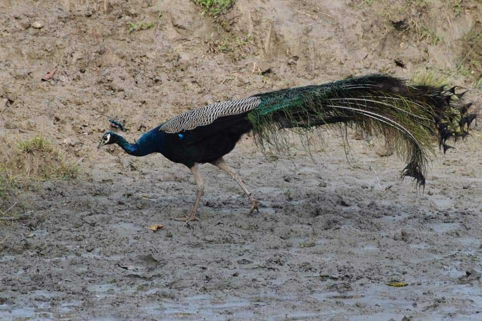 Indian peafowl