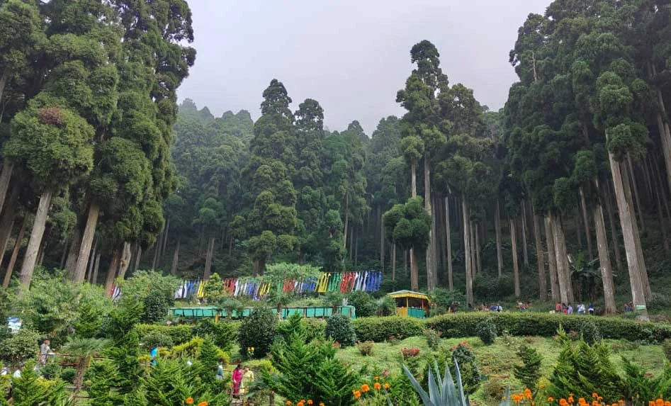 Lamahata pine forest
