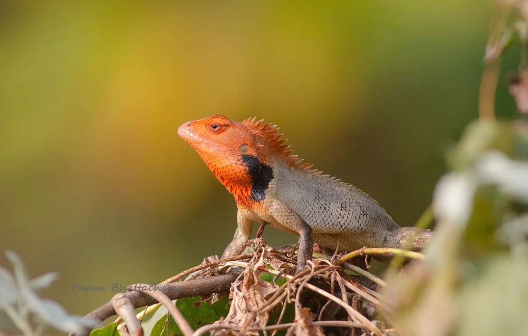 Oriental Garden Lizard (Breeding Male)