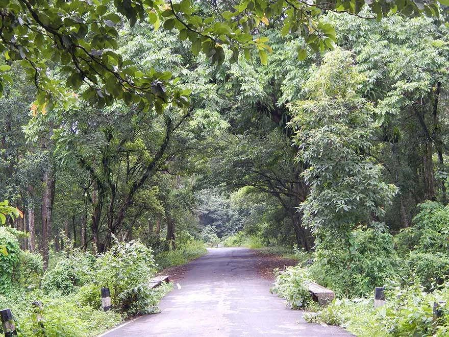 Forest near Murti