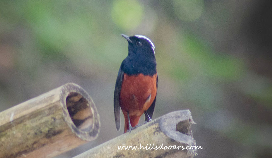 White Capped Redstart