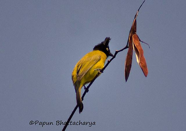 Black Crested Bulbul