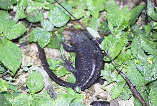 Salamander habitat