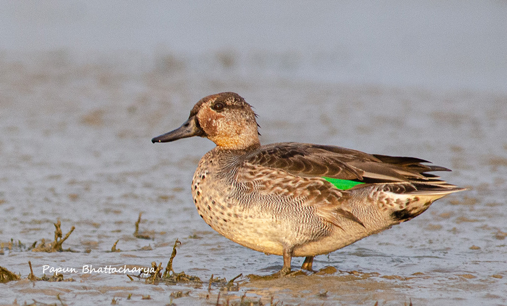 Eurasian Teal (Female)