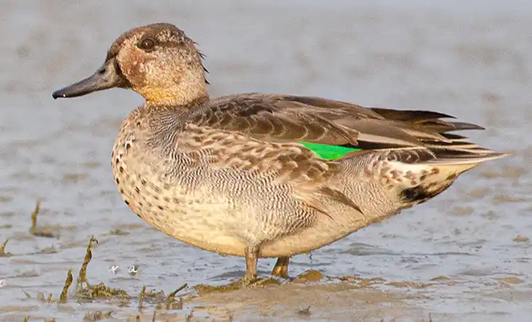 Eurasian Teal