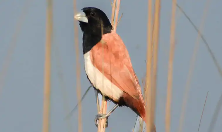 tricoloured munia