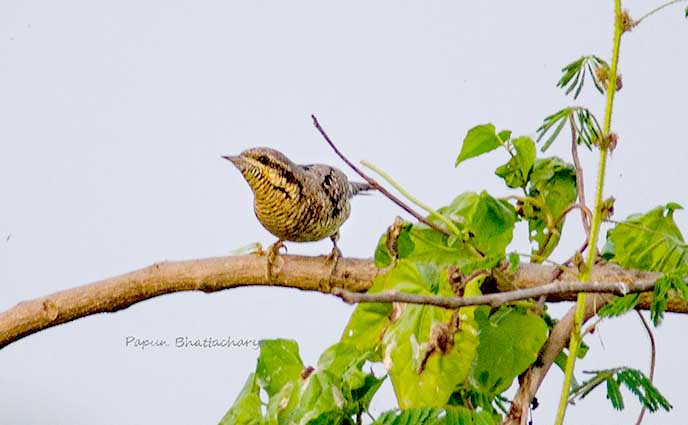 Wryneck